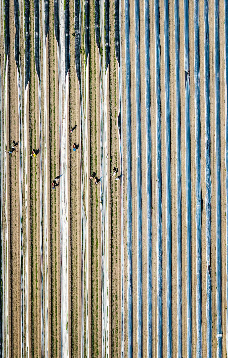 Lavoratori agricoli che curano i raccolti in lunghe file parallele.