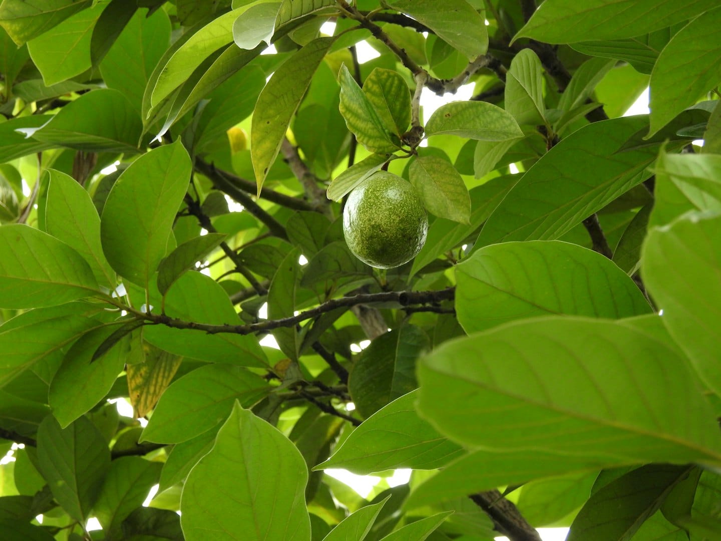 Un frutto verde acerbo pende da un ramo d'albero.