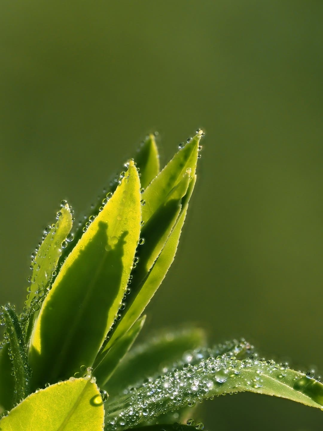 Gocce di rugiada scintillanti su foglie verdi fresche.