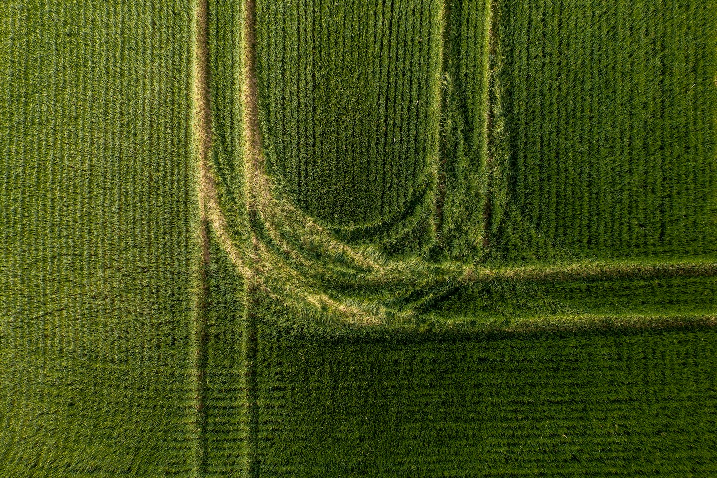 Tracce di un trattore marrone si snodano attraverso un campo verde lussureggiante.
